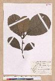 Litsea akoensis Hayata ̪Fl