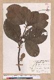Lindera glauca (Sieb. & Zucc.) Blume ո