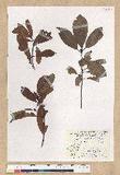 Machilus zuihoensis Hayata 