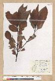 Machilus zuihoensis Hayata 