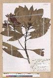 Machilus japonica Siebold et Zucc. var. kusanoi (Hayata) Liao j
