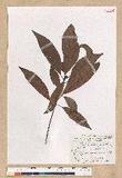 Machilus zuihoensis Hayata 