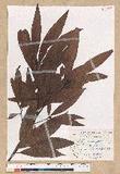Machilus zuihoensis Hayata 
