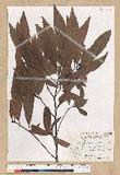 Machilus zuihoensis Hayata 