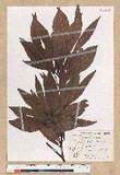 Machilus zuihoensis Hayata 