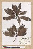 Machilus pseudolongifolia (Hayata) Kost.