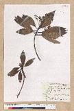 Machilus pseudolongifolia (Hayata) Kost.