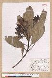 Machilus japonica Siebold et Zucc. var. kusanoi (Hayata) Liao j