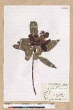 Machilus japonica Siebold et Zucc. var. kusanoi (Hayata) Liao j