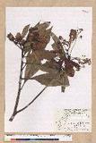 Machilus japonica Siebold et Zucc. var. kusanoi (Hayata) Liao j