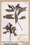 Machilus japonica Siebold et Zucc. var. kusanoi (Hayata) Liao j