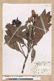 Machilus japonica Siebold et Zucc. var. kusanoi (Hayata) Liao j
