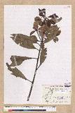 Machilus japonica Siebold et Zucc. var. kusanoi (Hayata) Liao j
