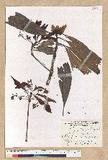 Machilus pseudolongifolia (Hayata) Kost.