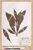 Machilus pseudolongifolia (Hayata) Kost.