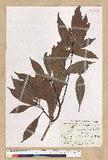 Machilus pseudolongifolia (Hayata) Kost.