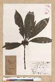 Neolitsea konishii (Hayata) Kanehira & Sasaki x