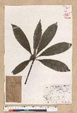 Neolitsea konishii (Hayata) Kanehira & Sasaki x
