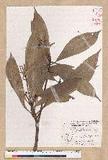 Machilus japonica Siebold et Zucc. var. kusanoi (Hayata) Liao j