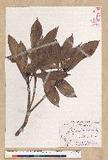 Machilus japonica Siebold et Zucc. var. kusanoi (Hayata) Liao j