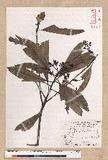 Machilus japonica Siebold et Zucc. var. kusanoi (Hayata) Liao j