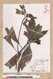 Machilus japonica Siebold et Zucc. var. kusanoi (Hayata) Liao j