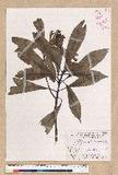 Machilus japonica Siebold et Zucc. var. kusanoi (Hayata) Liao j