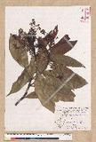 Machilus japonica Siebold et Zucc. var. kusanoi (Hayata) Liao j