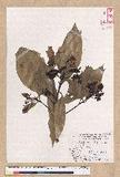 Machilus japonica Siebold et Zucc. var. kusanoi (Hayata) Liao j