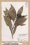 Machilus japonica Siebold et Zucc. var. kusanoi (Hayata) Liao j