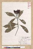 Machilus philippinense Merr. ߻