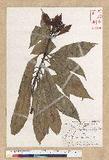 Machilus philippinense Merr. ߻