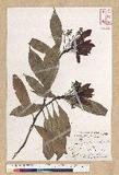 Machilus philippinense Merr. ߻
