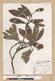 Machilus philippinense Merr. ߻