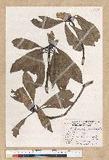 Machilus philippinense Merr. ߻