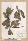 Machilus philippinense Merr. ߻