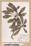 Machilus philippinense Merr. ߻