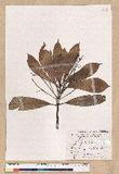 Machilus japonica Siebold et Zucc. var. kusanoi (Hayata) Liao j