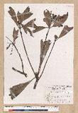 Machilus japonica Siebold et Zucc. var. kusanoi (Hayata) Liao j