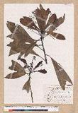 Machilus japonica Siebold et Zucc. var. kusanoi (Hayata) Liao j