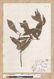Machilus psendolongifolia Hayata 