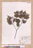 Cinnamomum camphora (L.) Nees & Eberm. var. nominale Hayata ݼ
