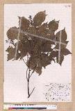 Cinnamomum camphora (L.) Nees & Eberm. var. nominale Hayata ݼ