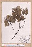 Cinnamomum camphora (L.) Nees & Eberm. var. nominale Hayata ݼ