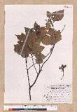 Cinnamomum camphora (L.) Nees & Eberm. var. nominale Hayata ݼ
