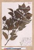 Cinnamomum camphora (L.) Nees & Eberm. var. nominale Hayata ݼ