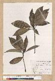 Machilus psendolongifolia Hayata 