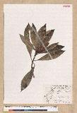Machilus japonica Siebold et Zucc. var. kusanoi (Hayata) Liao j