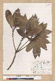 Machilus psendolongifolia Hayata 