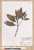 Machilus psendolongifolia Hayata 
